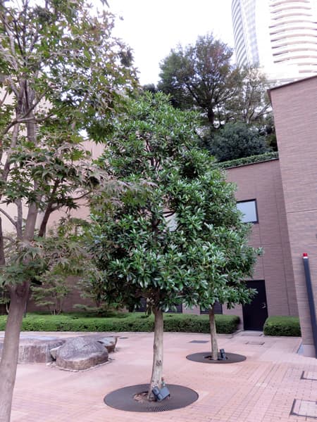 パークコート虎ノ門愛宕タワー 15