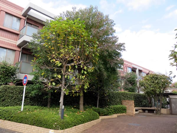 サンクタス世田谷喜多見 6