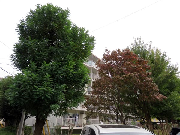 東向地団地7号棟 5