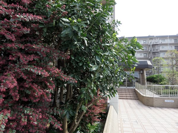 メゾン鹿島台 15