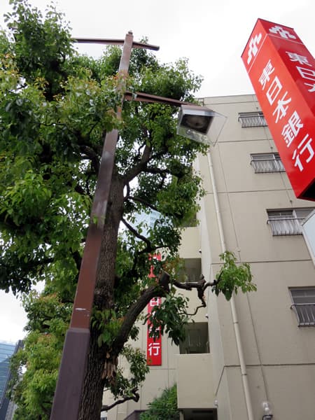 藤和大崎コープ 11