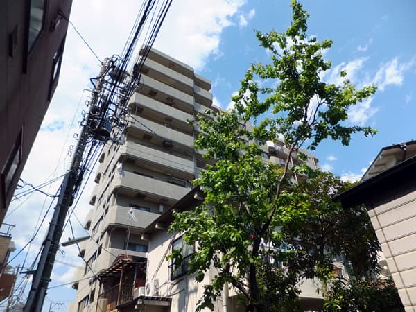 セザール鶴見 5