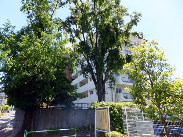 上野毛マープル松原 5