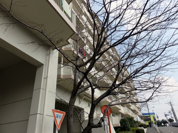 ドルフ青葉台2号棟 1