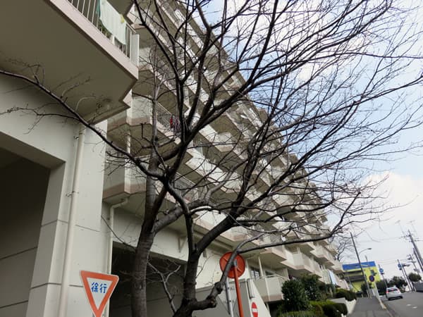 ドルフ青葉台2号棟 3