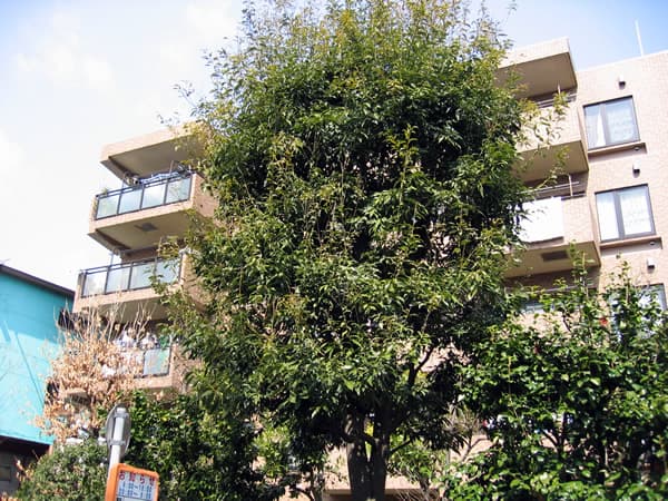 ダイアパレスグランジェ府中是政 4