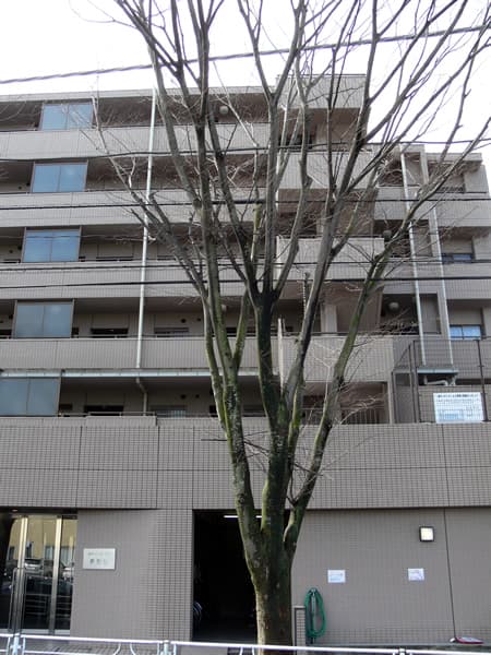 藤和シティホームズ青葉台 3