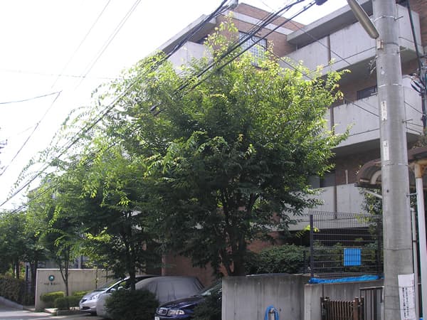 ラフィネ鷺沼コート 1